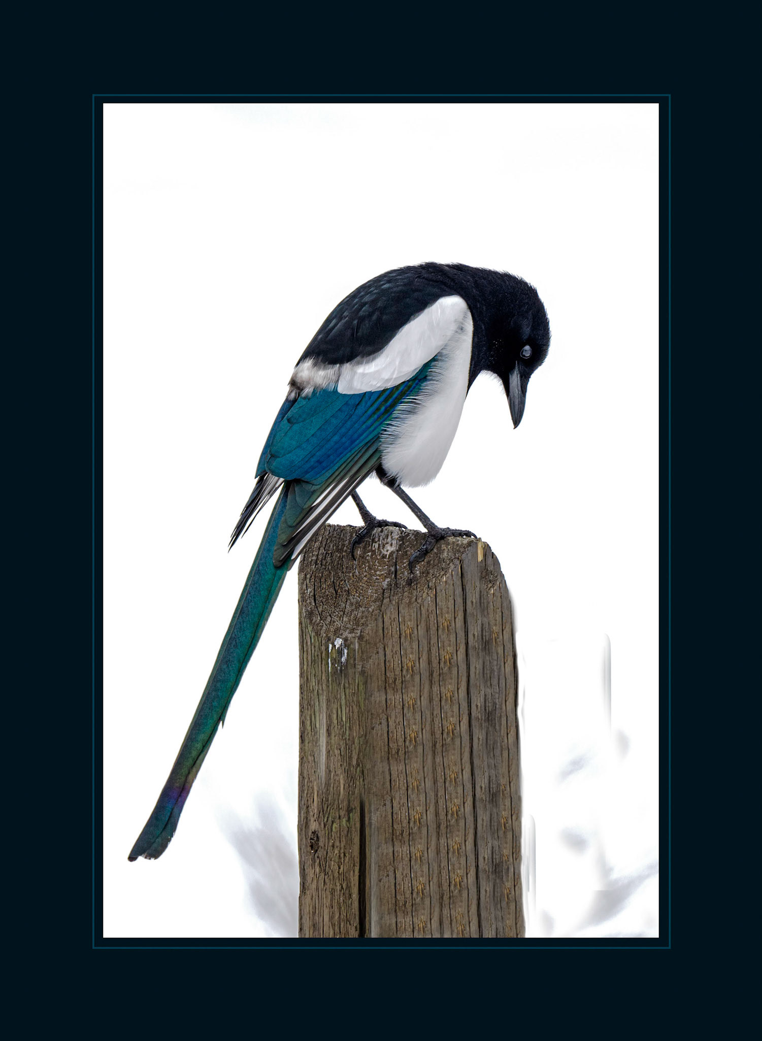 Magpie