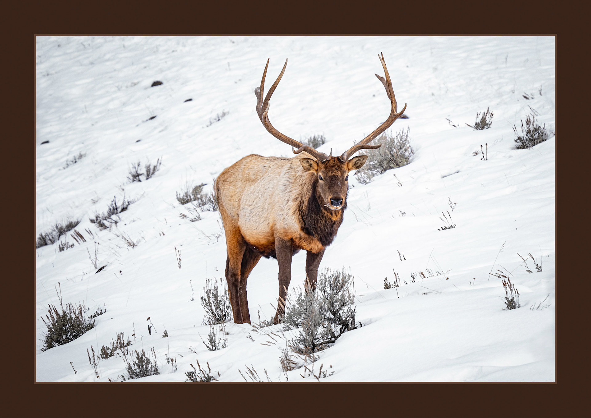 Buck Elk