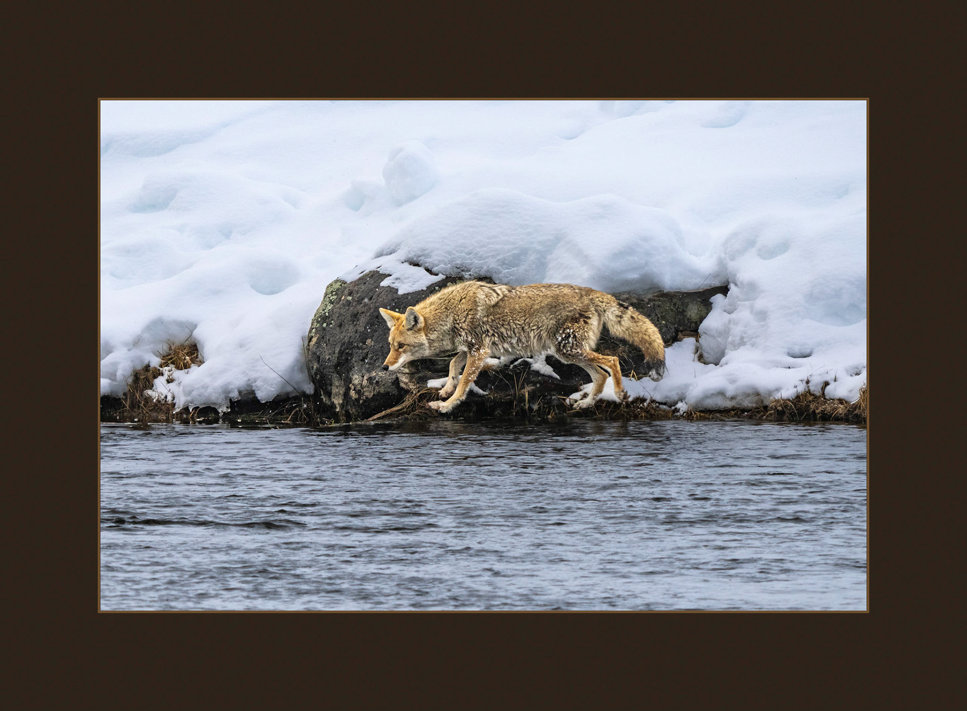 Coyote Hunting Swans
