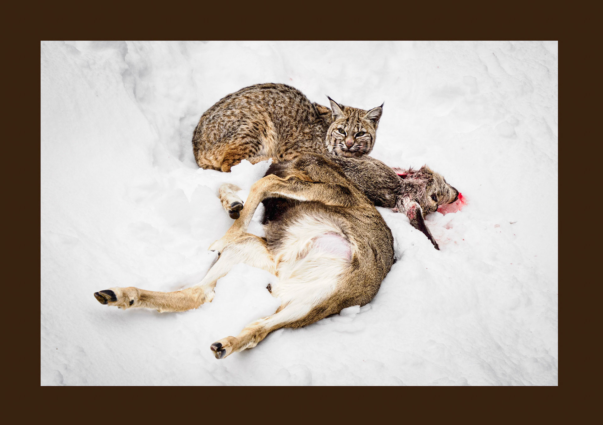 Bob Cat with Windfall Mule Deer