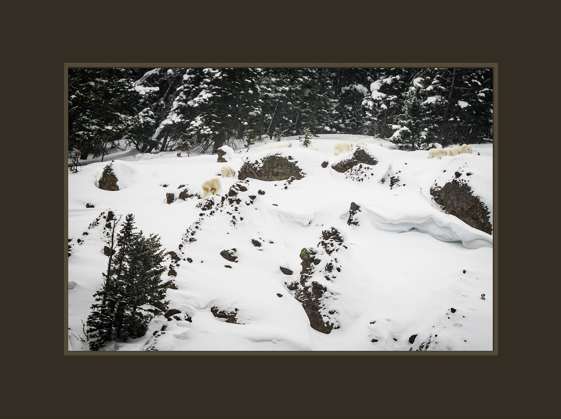 Mountain Goats