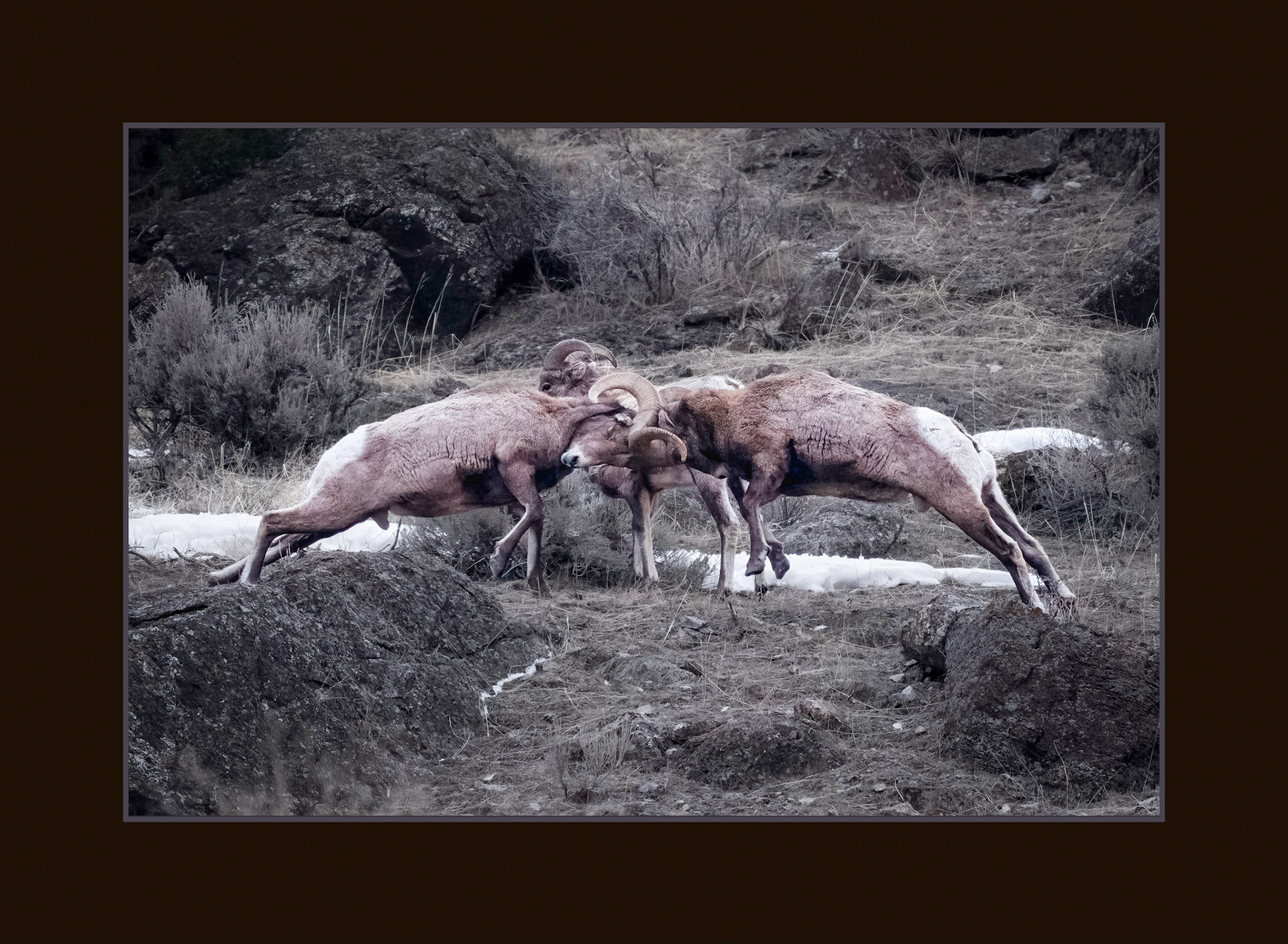 Big Horned Sheep Banging Heads