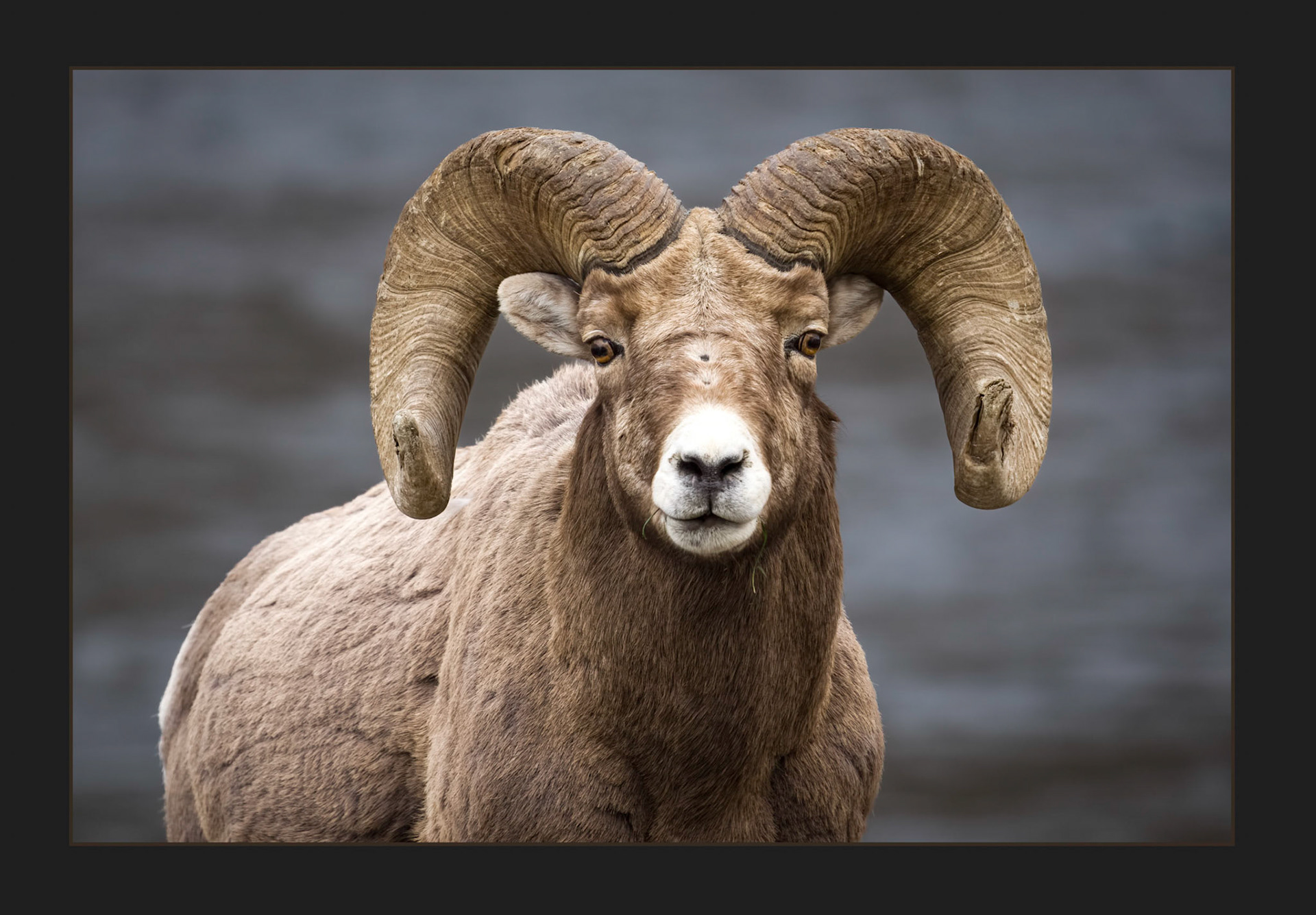 Big Horned Sheep