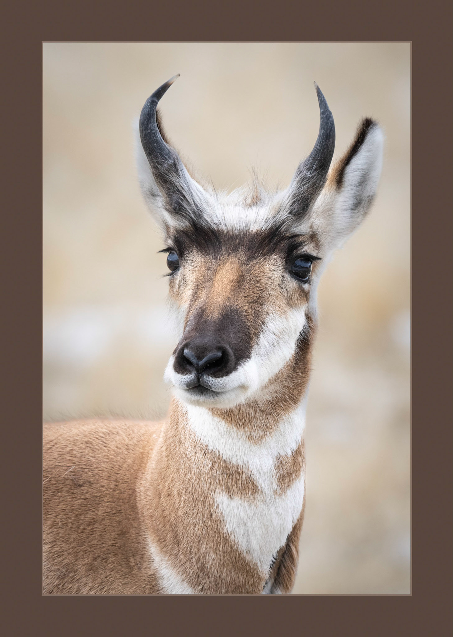 Pronghorn Buck