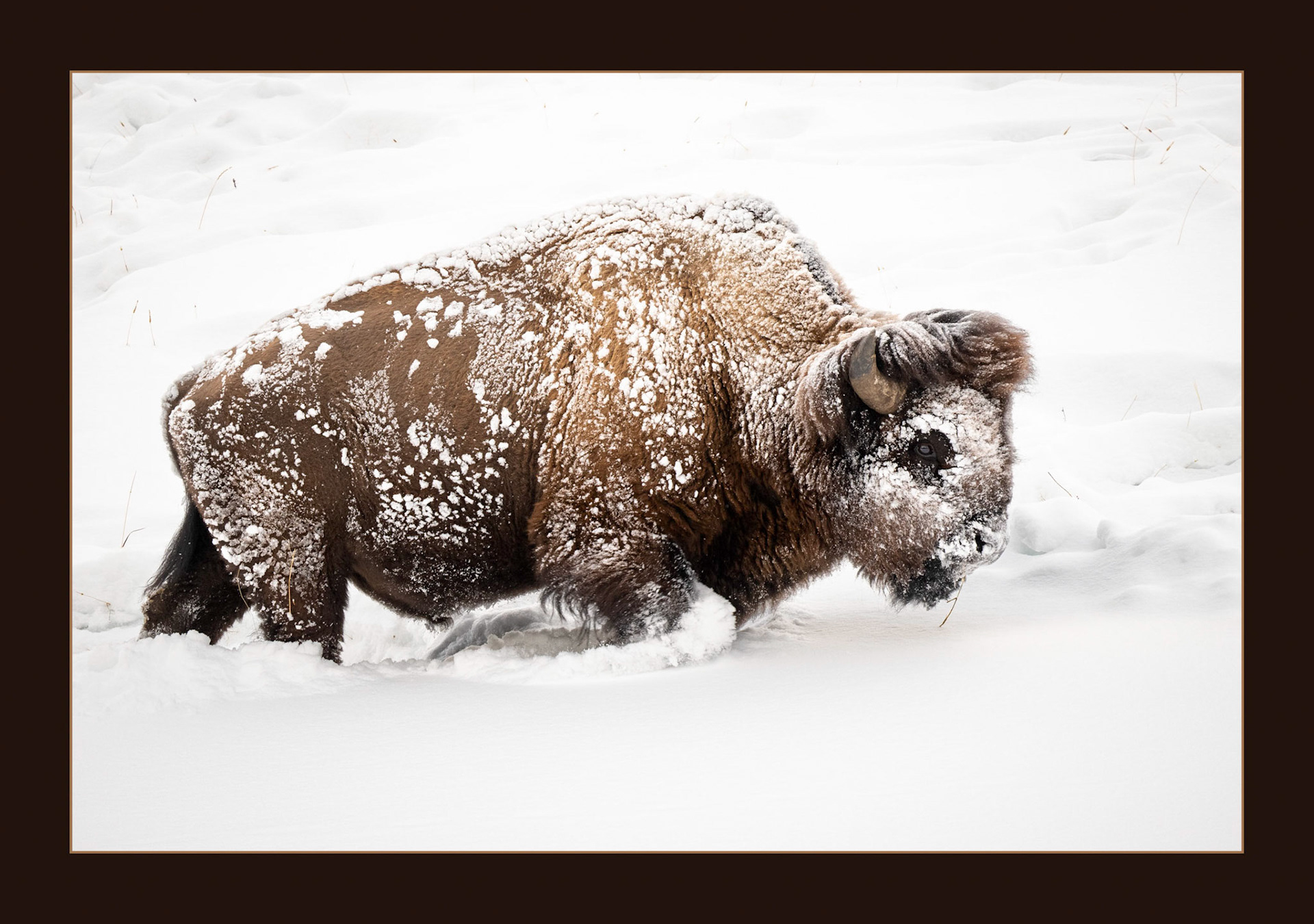 Bison Moving to a New Spot to Graze.  They use their head to Shovel Snow to Get to the Grass