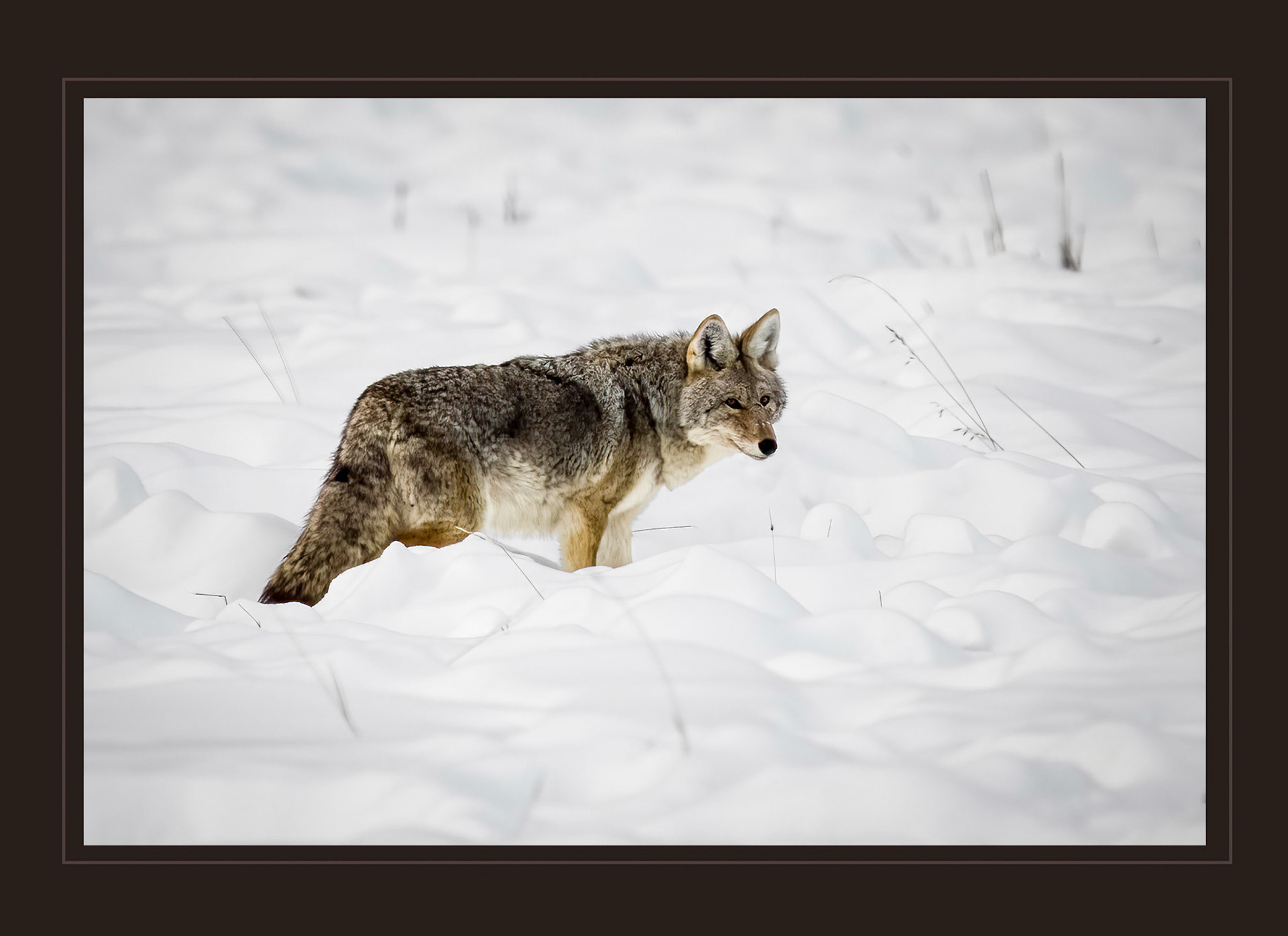 Coyote on the Prowl