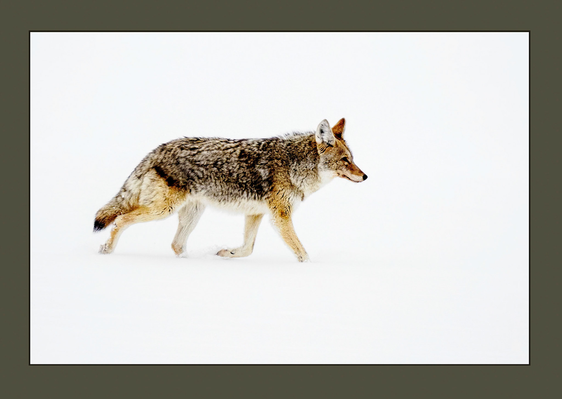Coyote Cruising