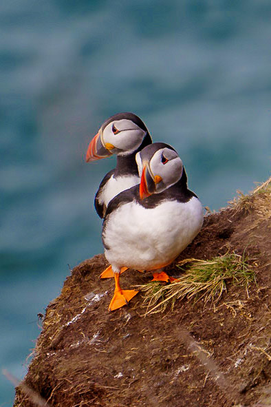 Close up of two puffins perched by the cliff standing one in front of the other.