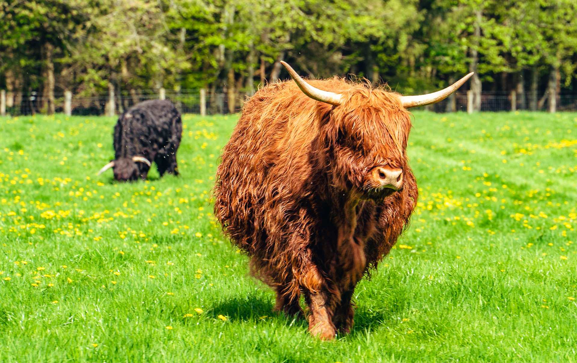 Highland coo