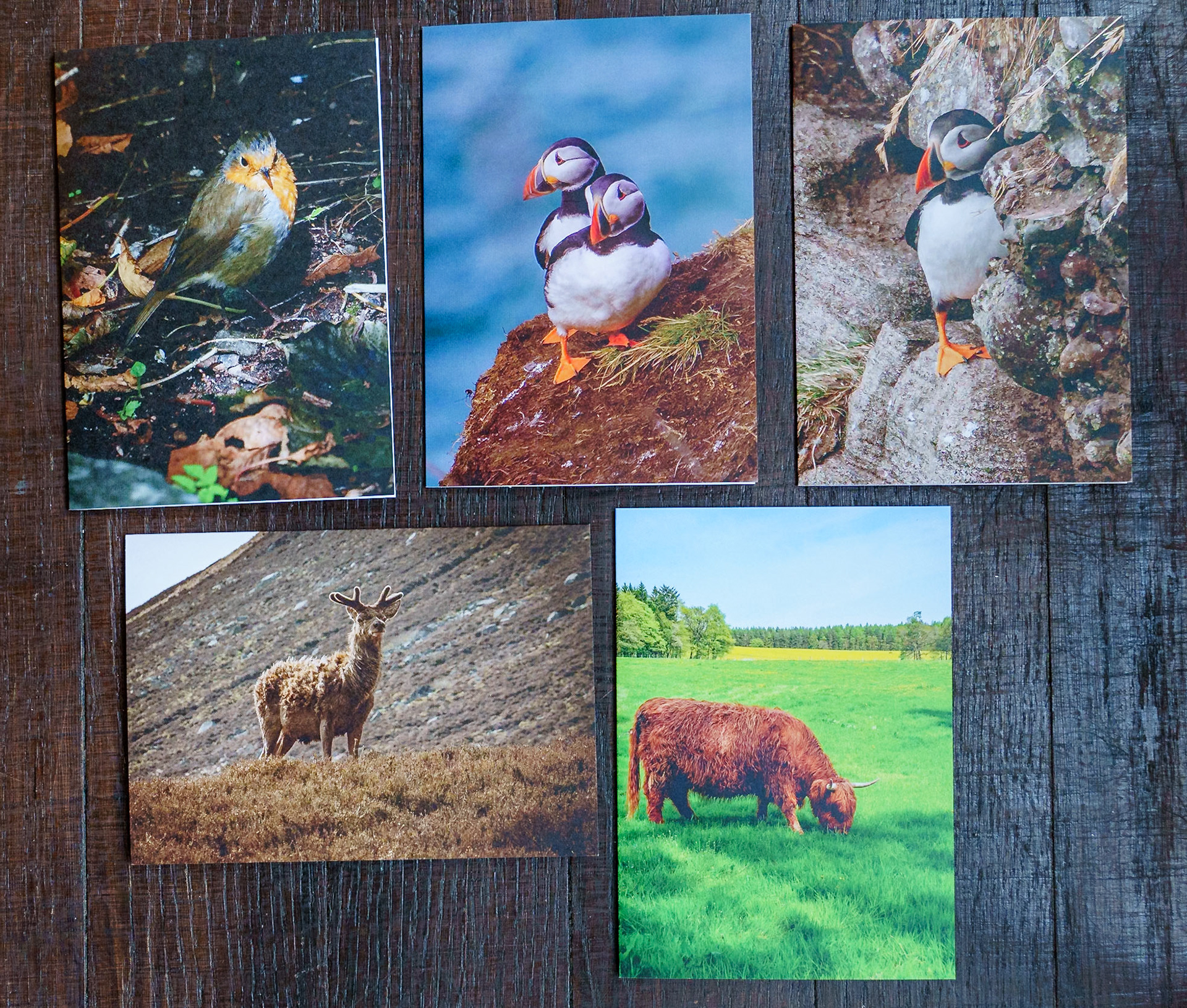 Wildlife set of greeting cards