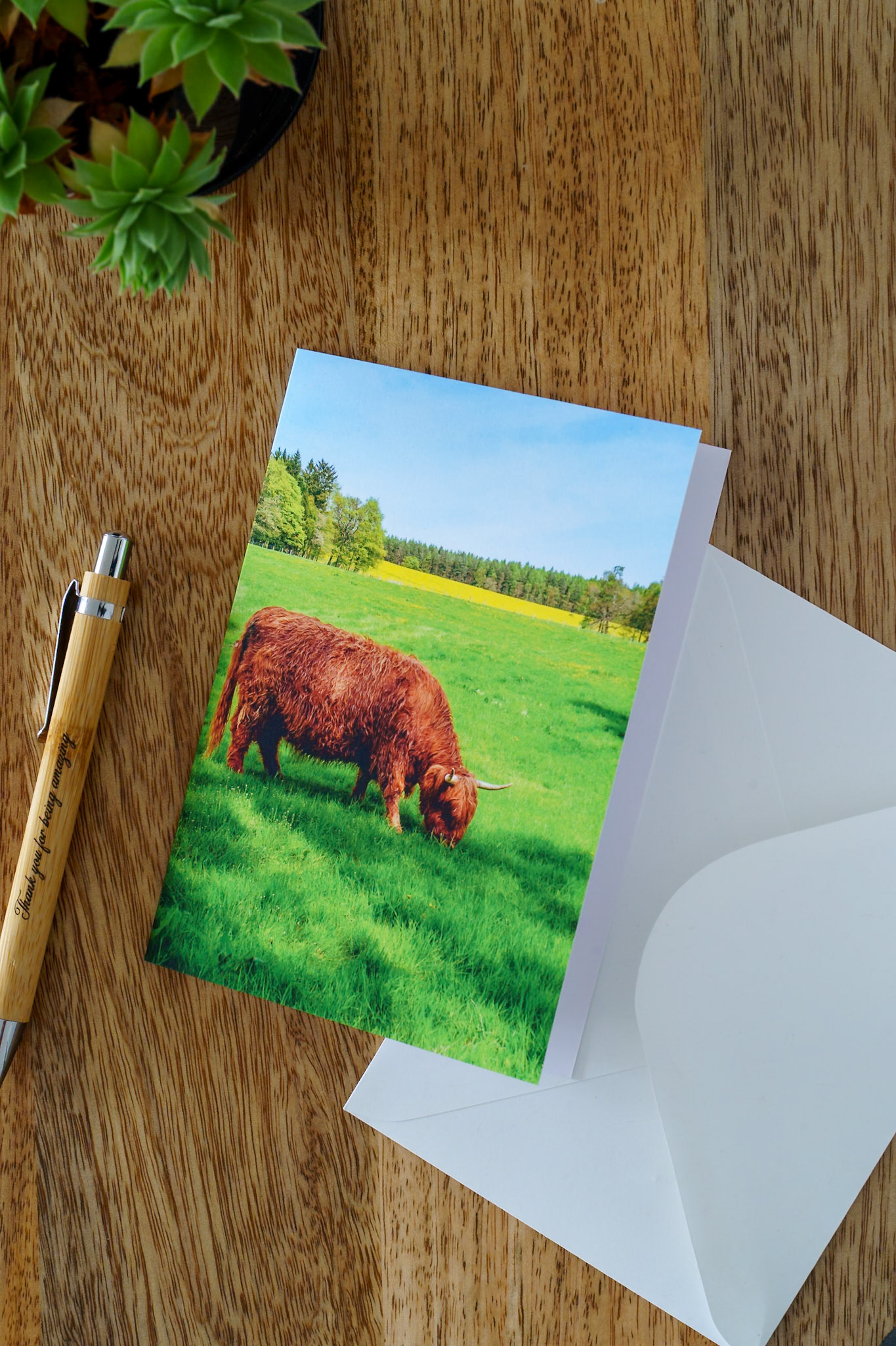 Highland coo