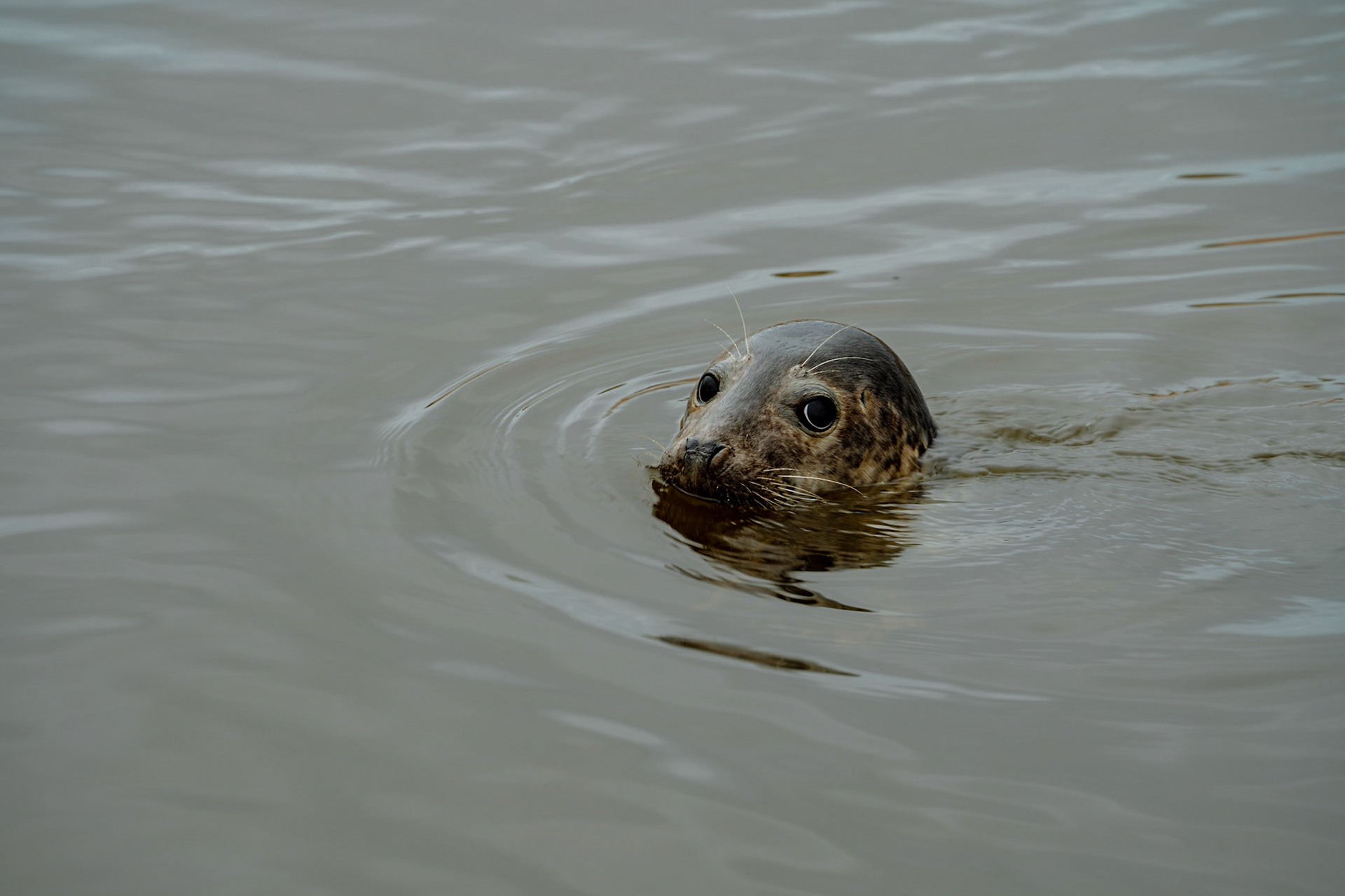 Close up of a seal with her head out of the water looking directly at the camera.