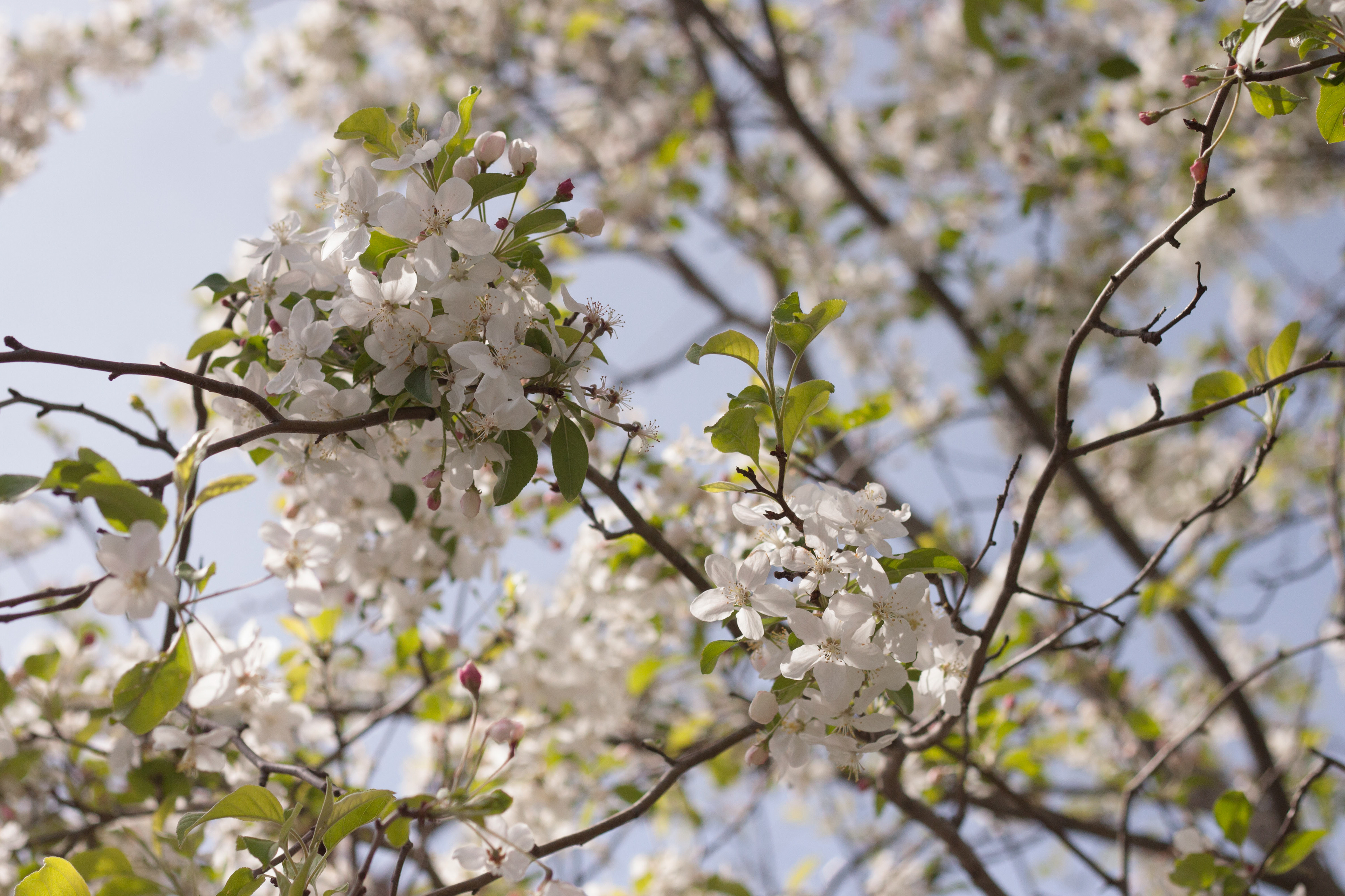 Plant life in Charlotte, North Carolina, April 2018 | Canon Rebel T1i, Fixed 50mm lens