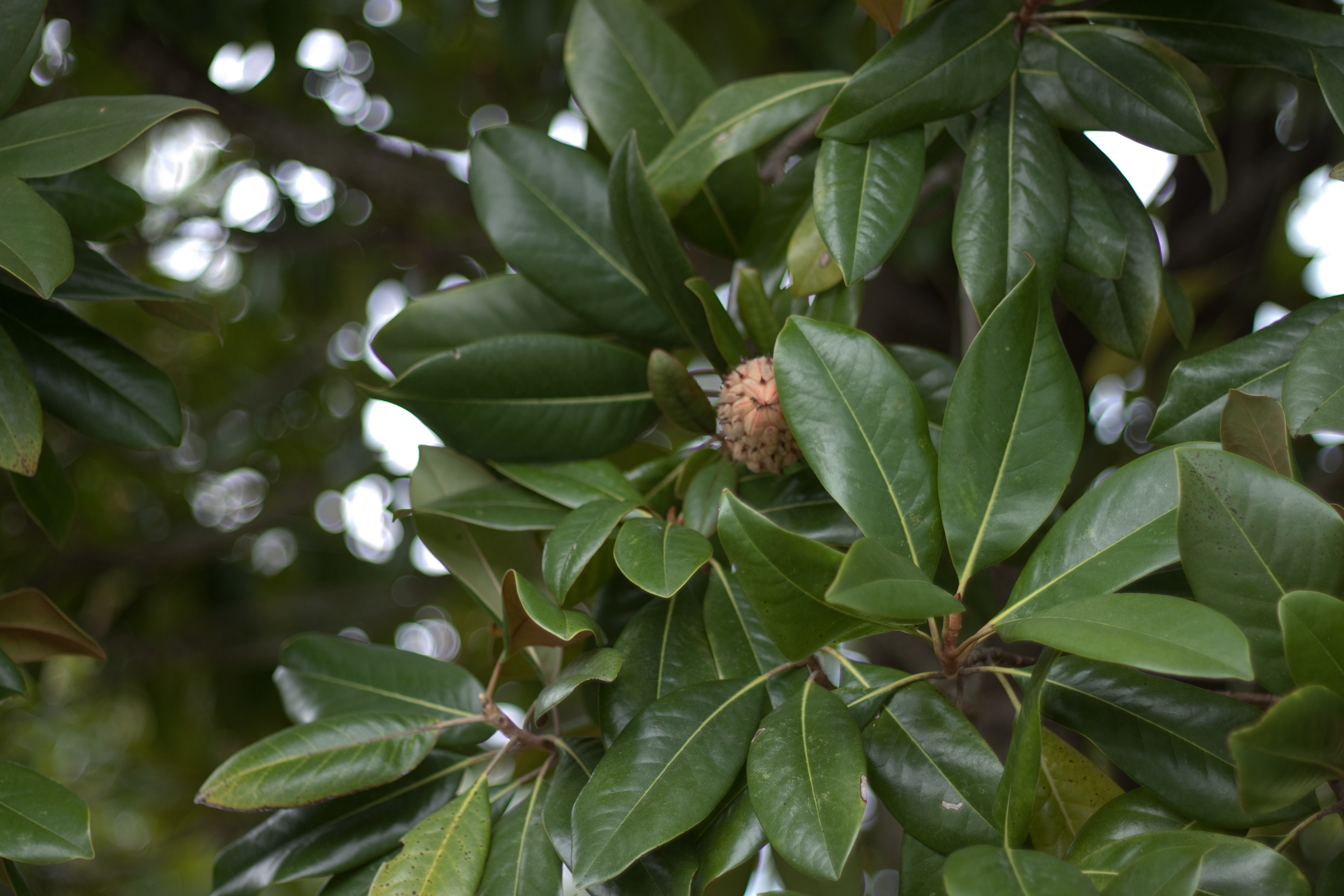 Plant life in Charlotte, North Carolina, August 2015 | Canon Rebel T1i, Fixed 50mm lens