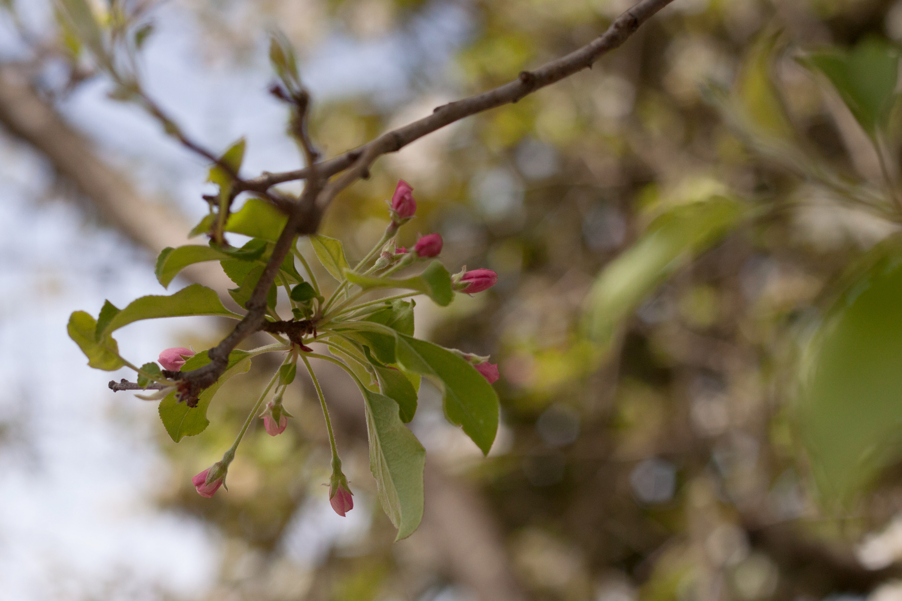 Plant life in Charlotte, North Carolina, April 2018 | Canon Rebel T1i, Fixed 50mm lens