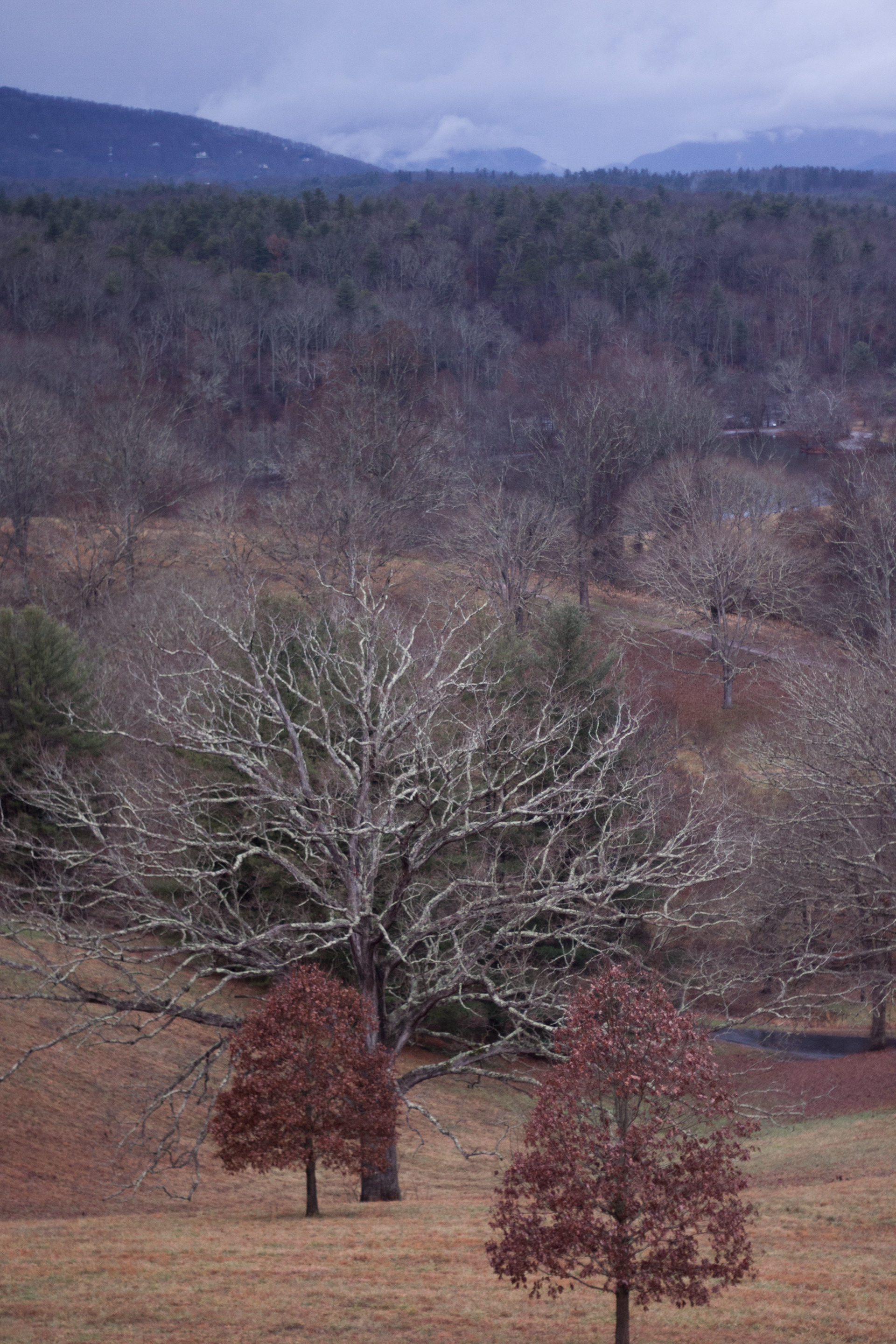View from the second story of the Biltmore Mansion, December 2017 | Canon Rebel T1i, Fixed 50mm lens