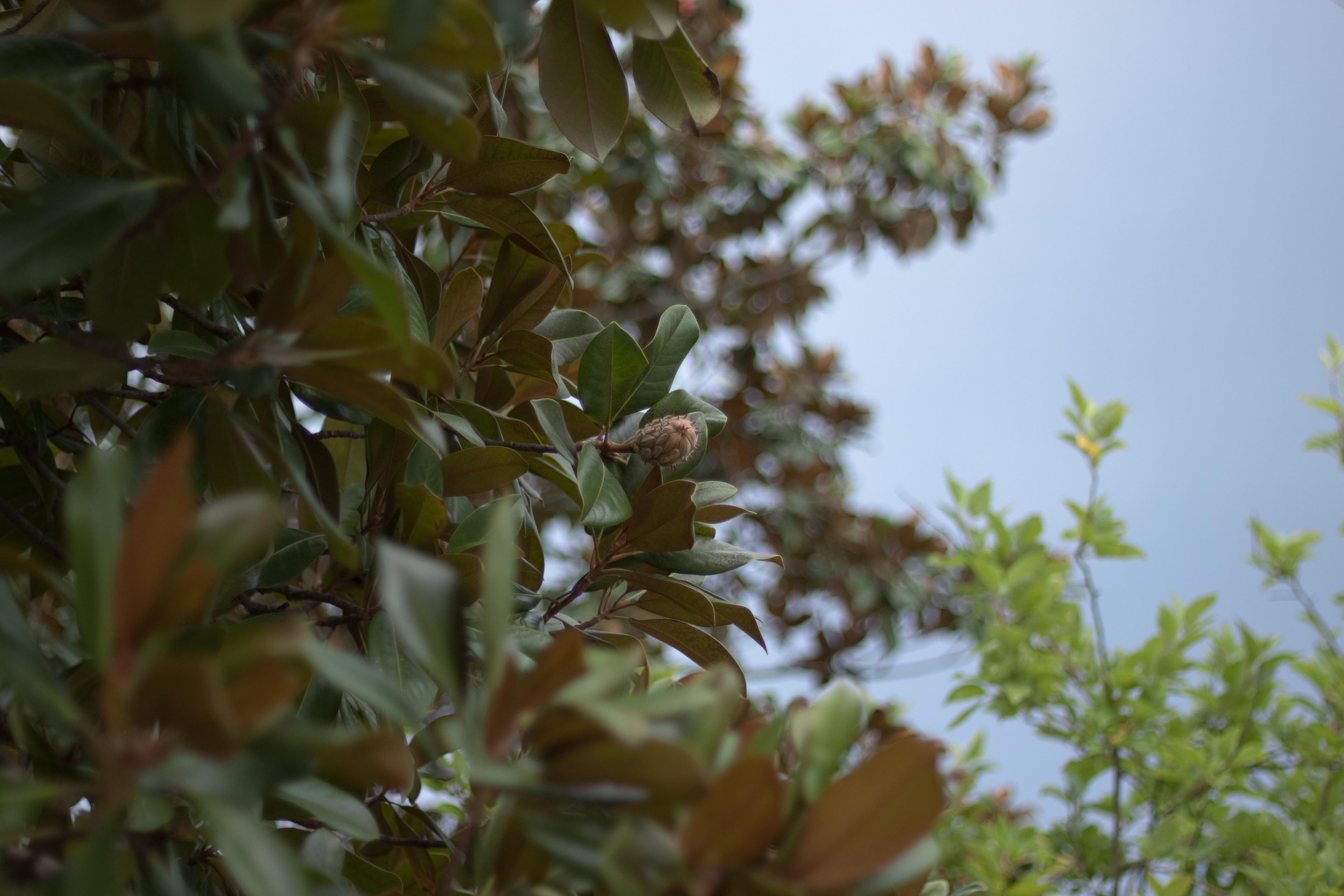 Plant life in Charlotte, North Carolina, August 2015 | Canon Rebel T1i, Fixed 50mm lens