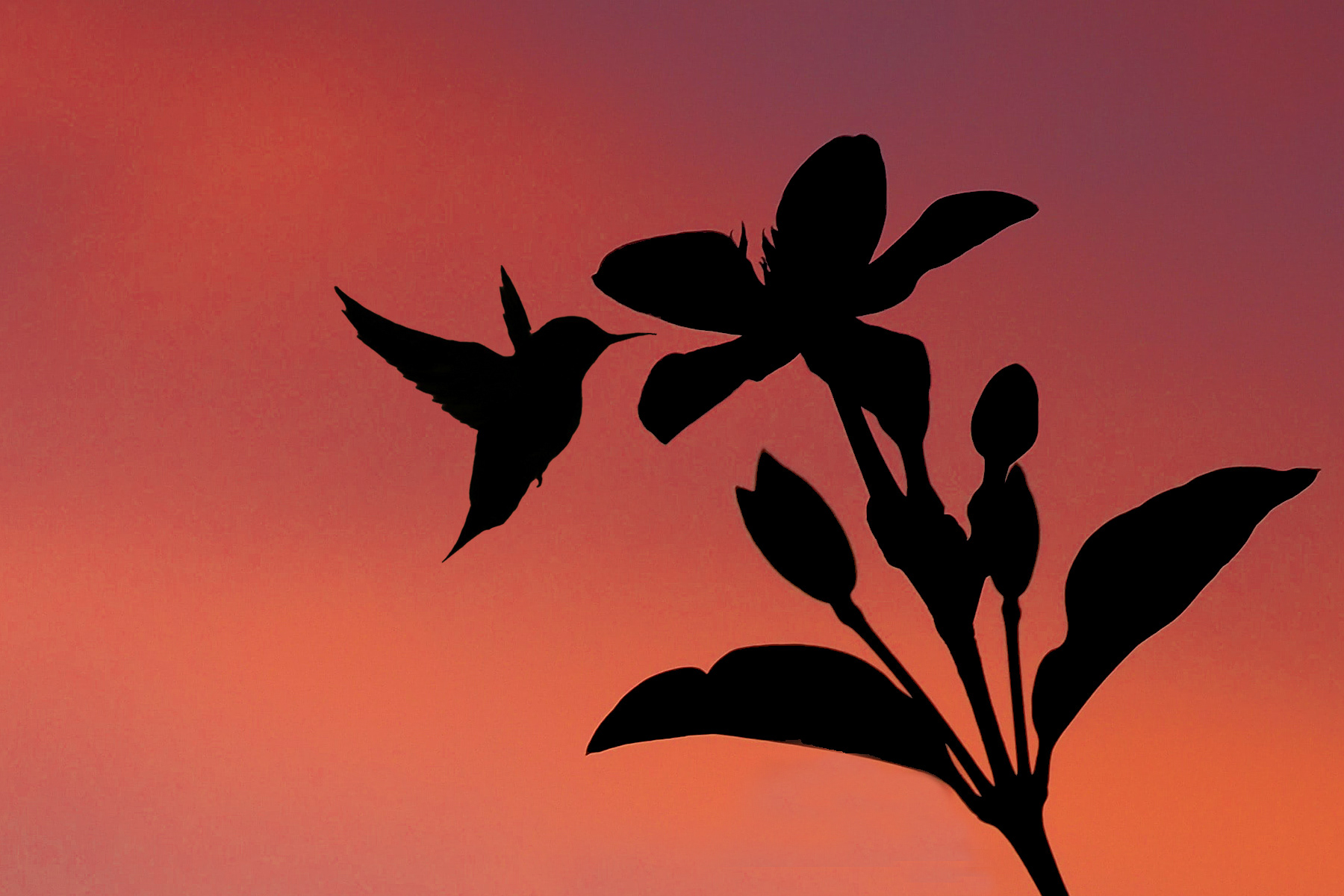 Hummingbird in the Sunset