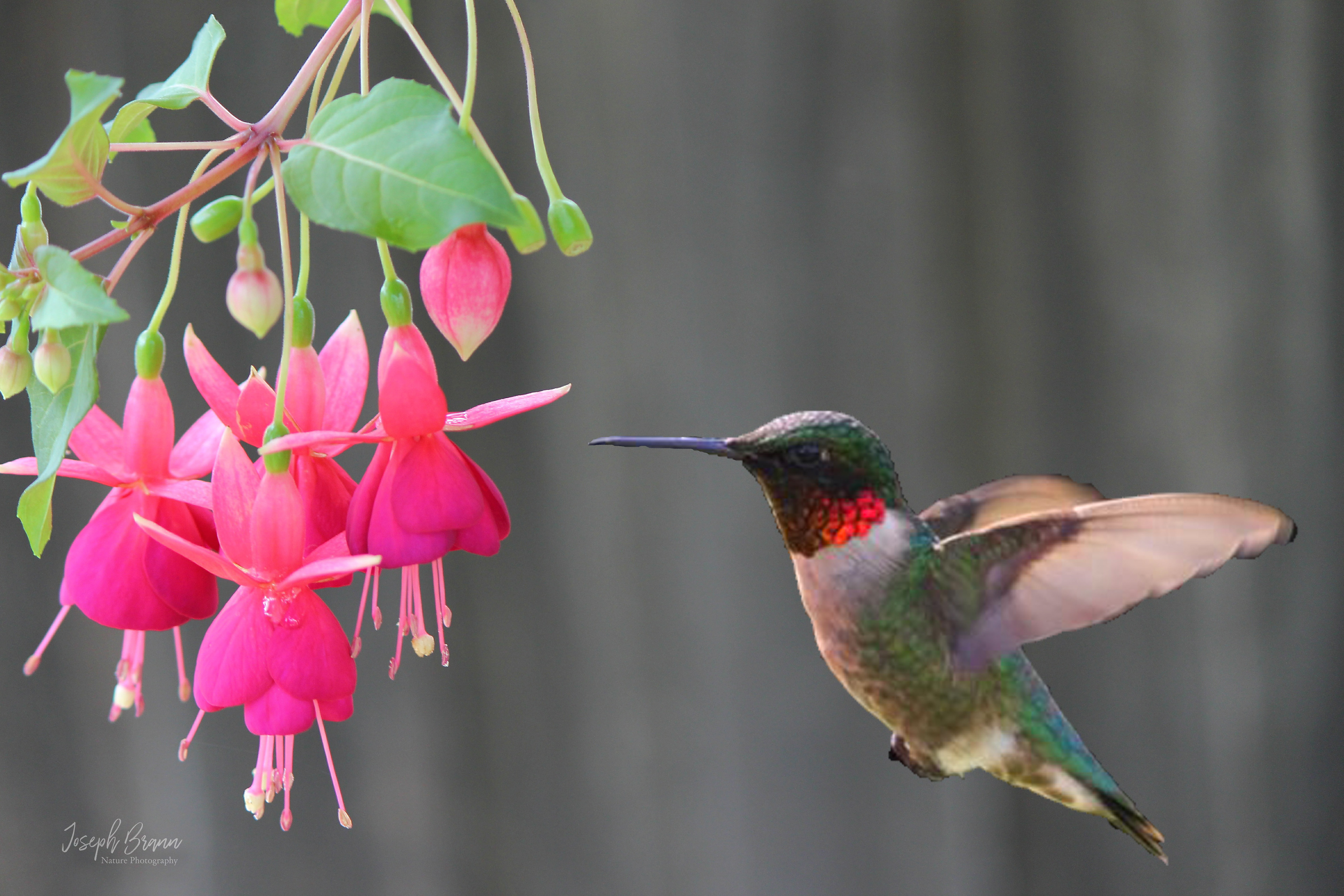 Rudy Throated Hummingbird