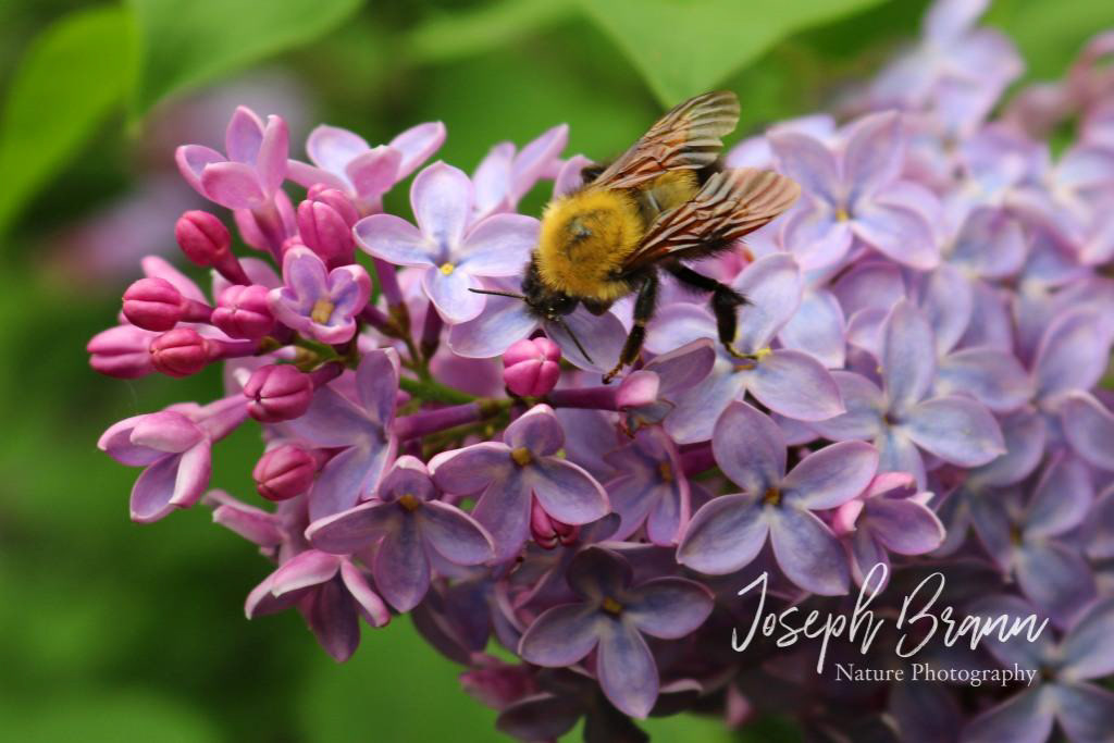 Bee and Lilacs