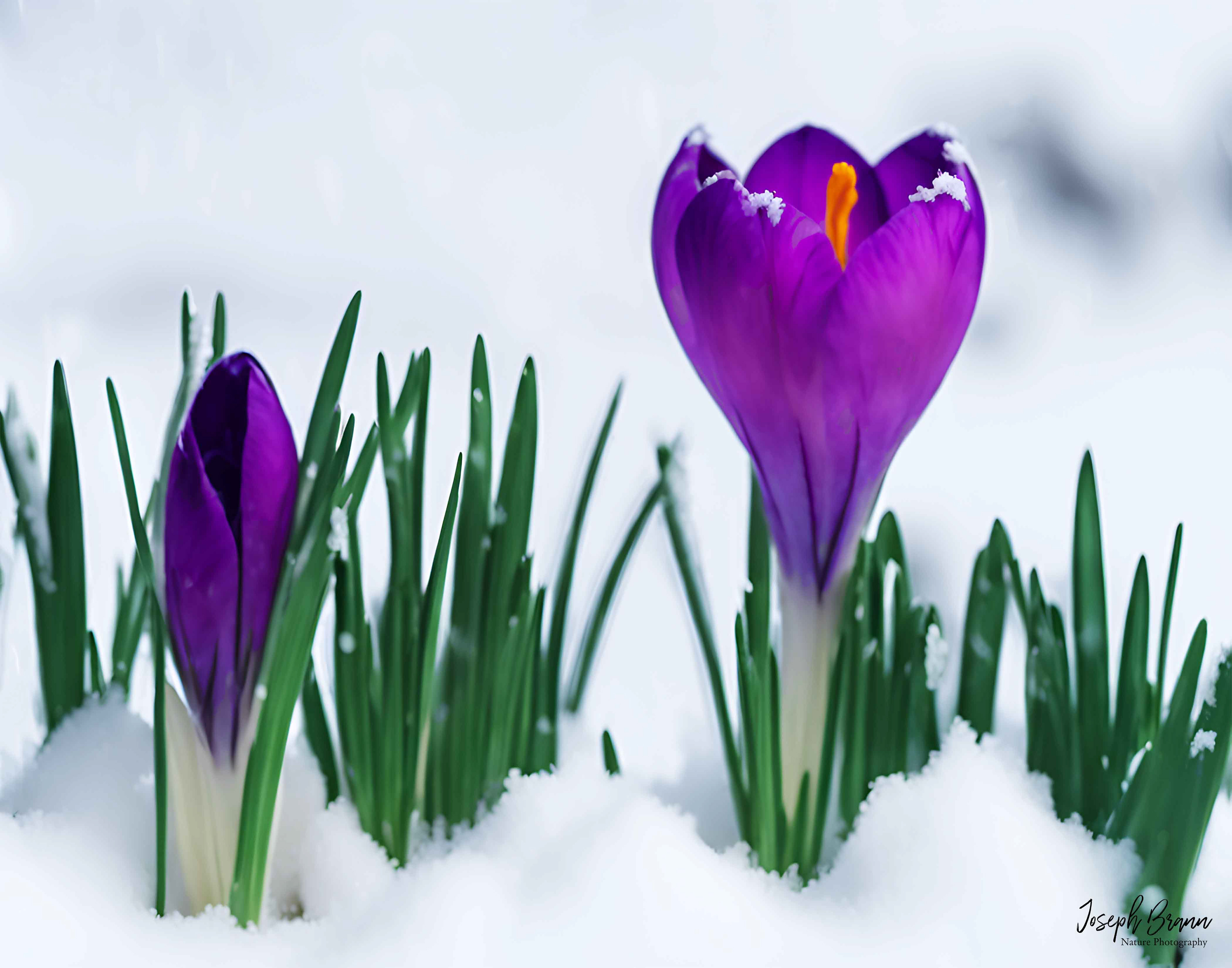 Crocus Peeking Through