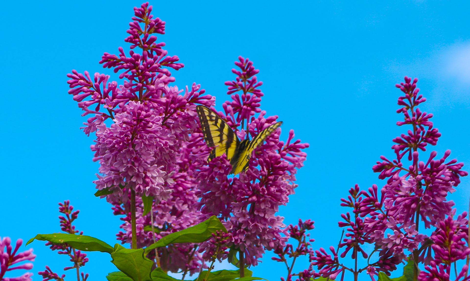 Tiger Swallowtail & Lilacs