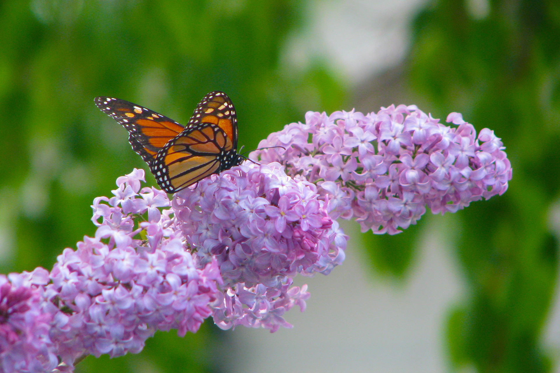 Monarch on Liliacs