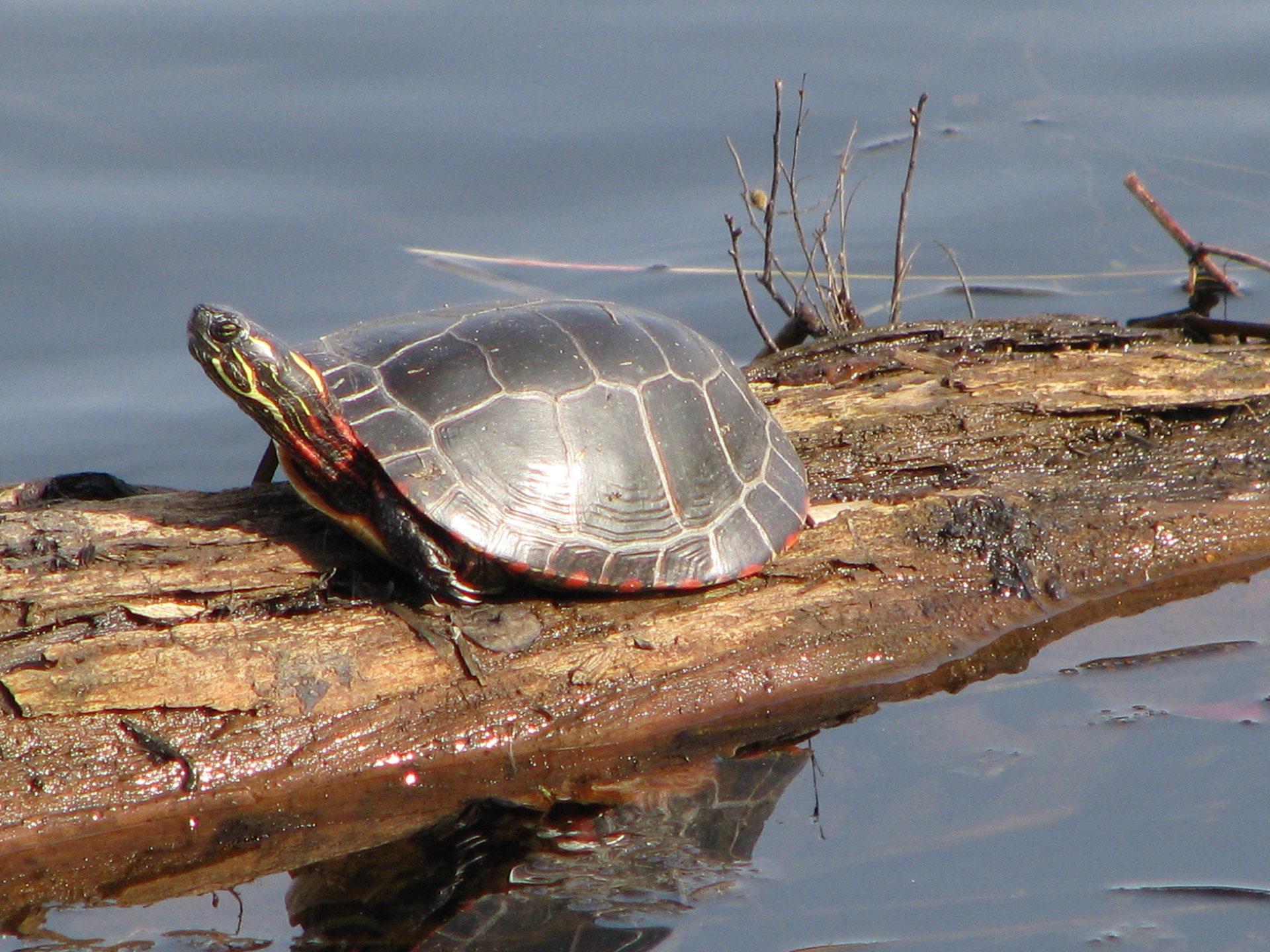 Turtle in the Sun