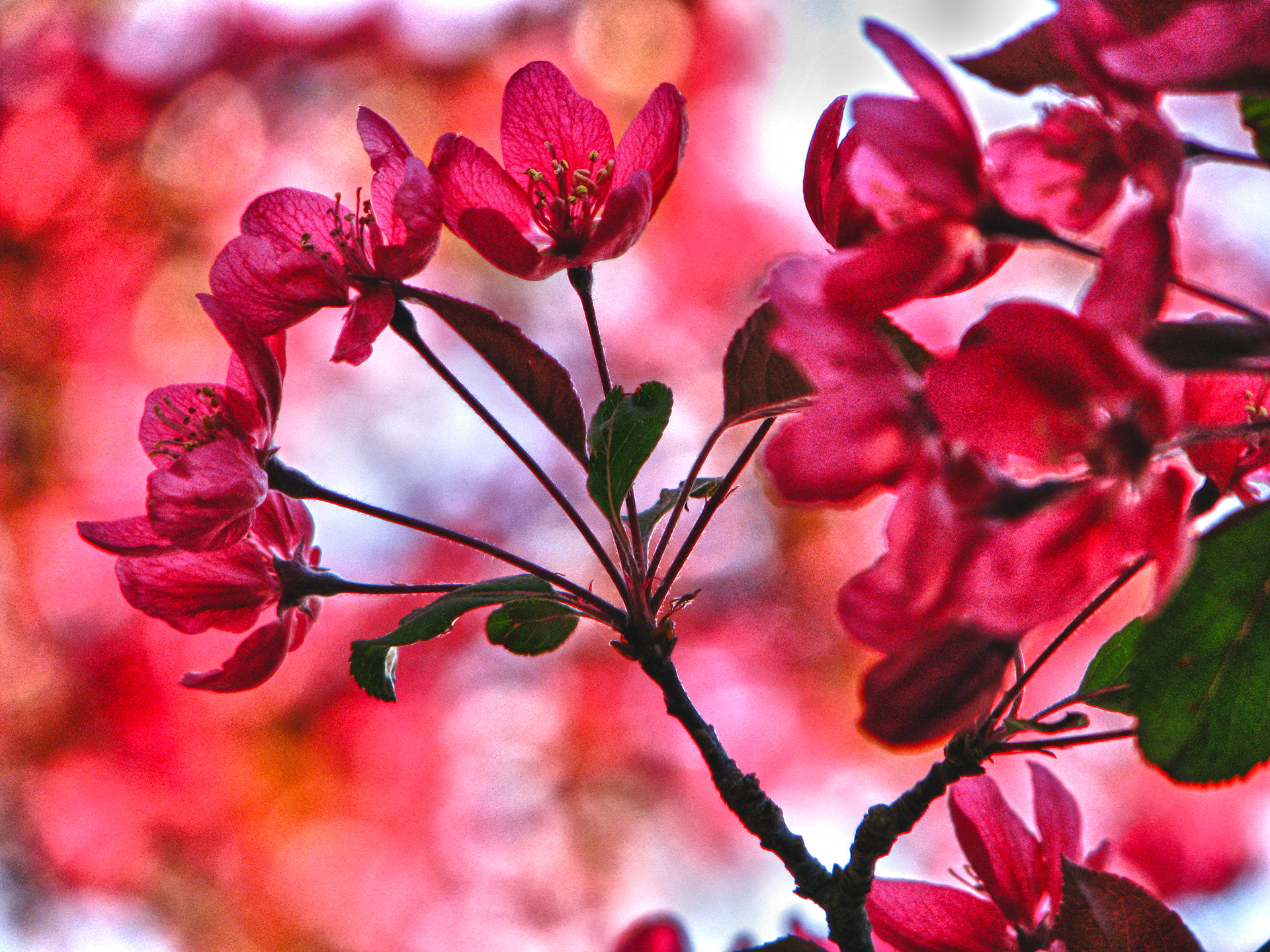 Crabapple Blossoms