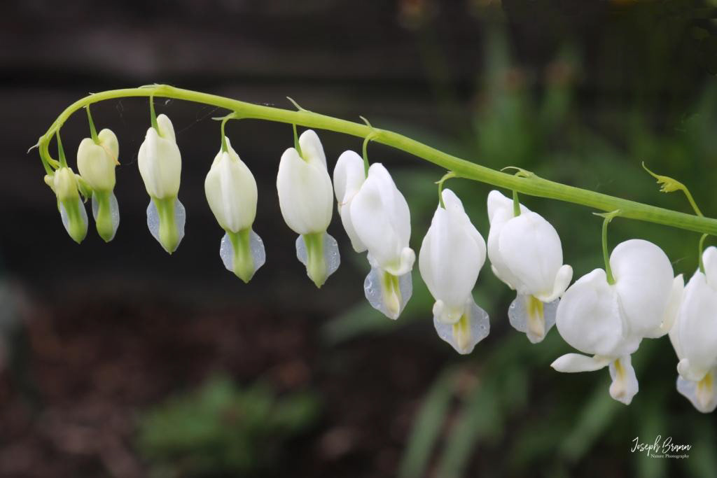 White Bleeding Hearts