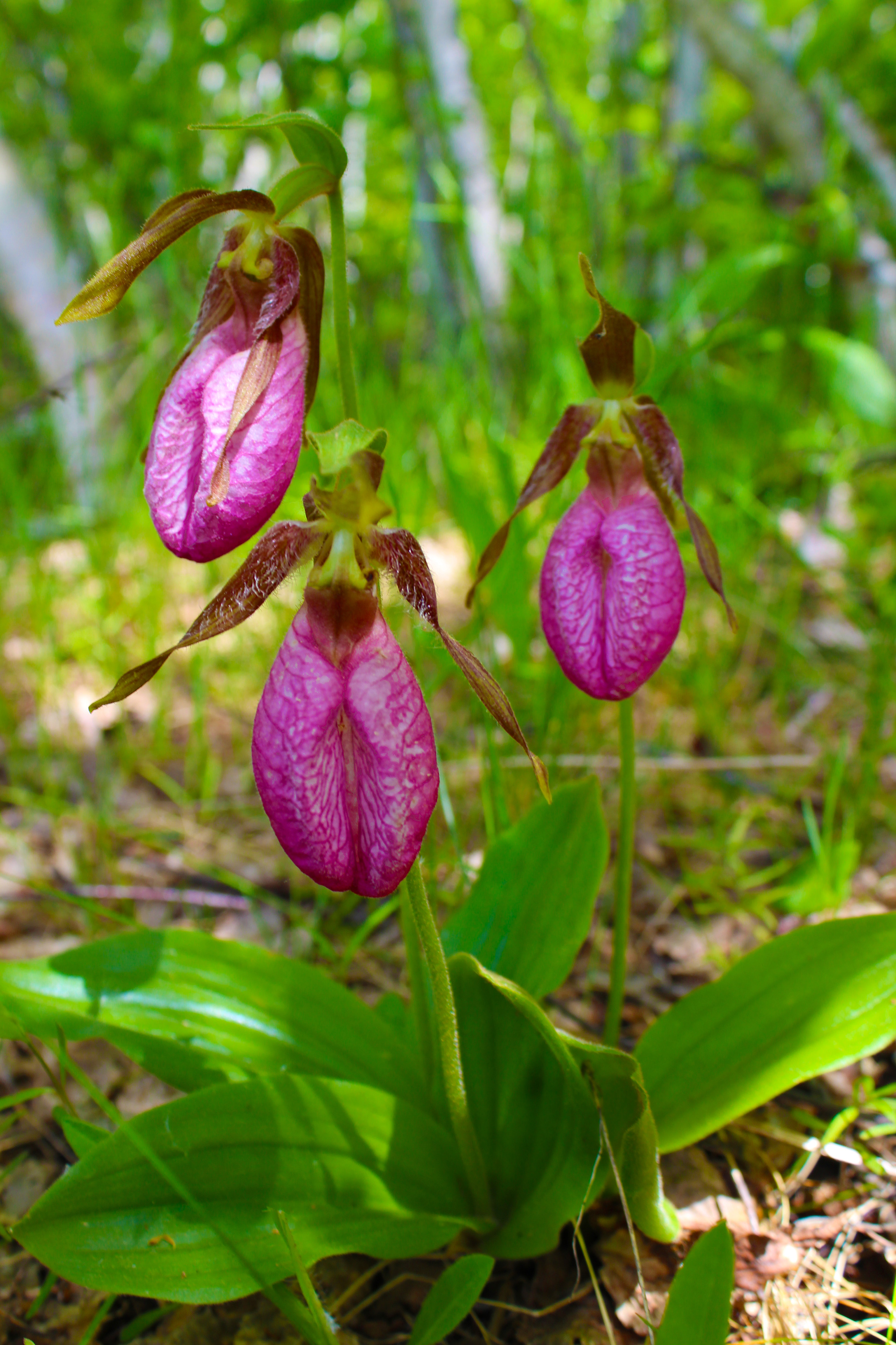 Pink Lady Slippers