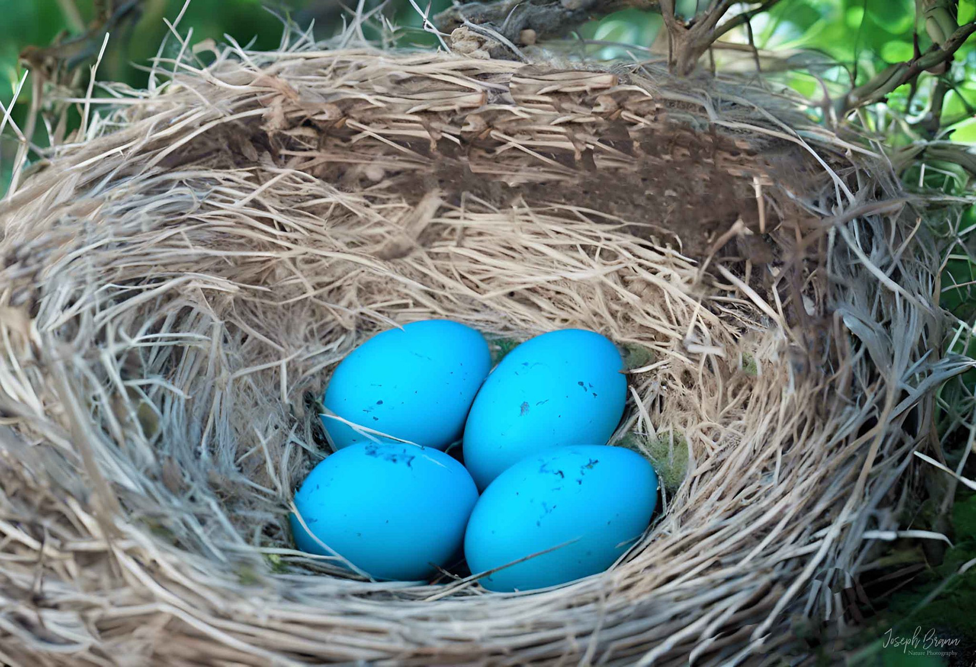 Robin Eggs