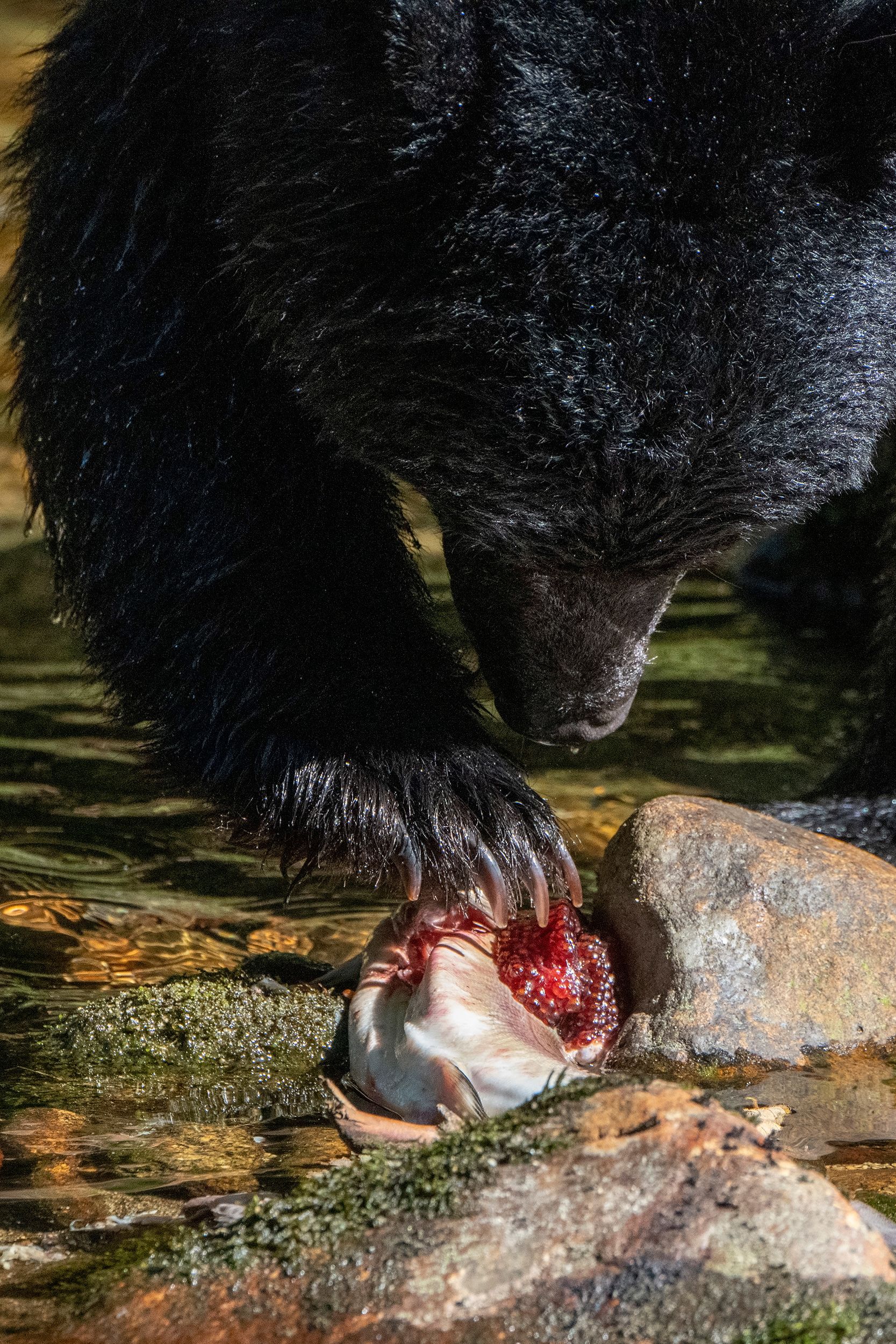 Canada - Black Bear
