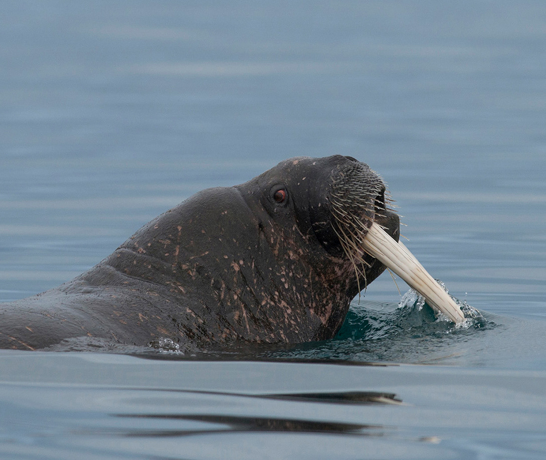 Norway, Spitsbergen, walrus