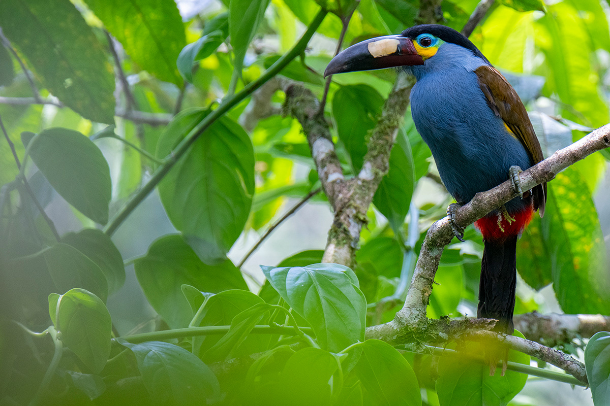 Ecuador, Plate-billed Mountain toucan