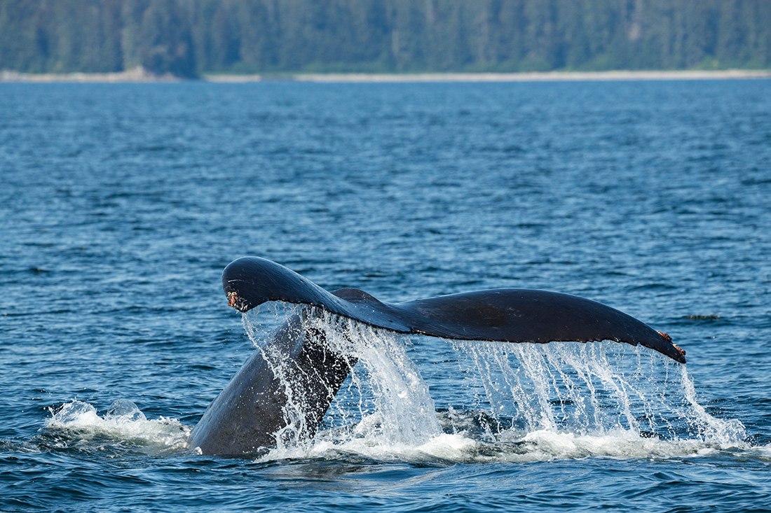 Alaska - Humpback whale