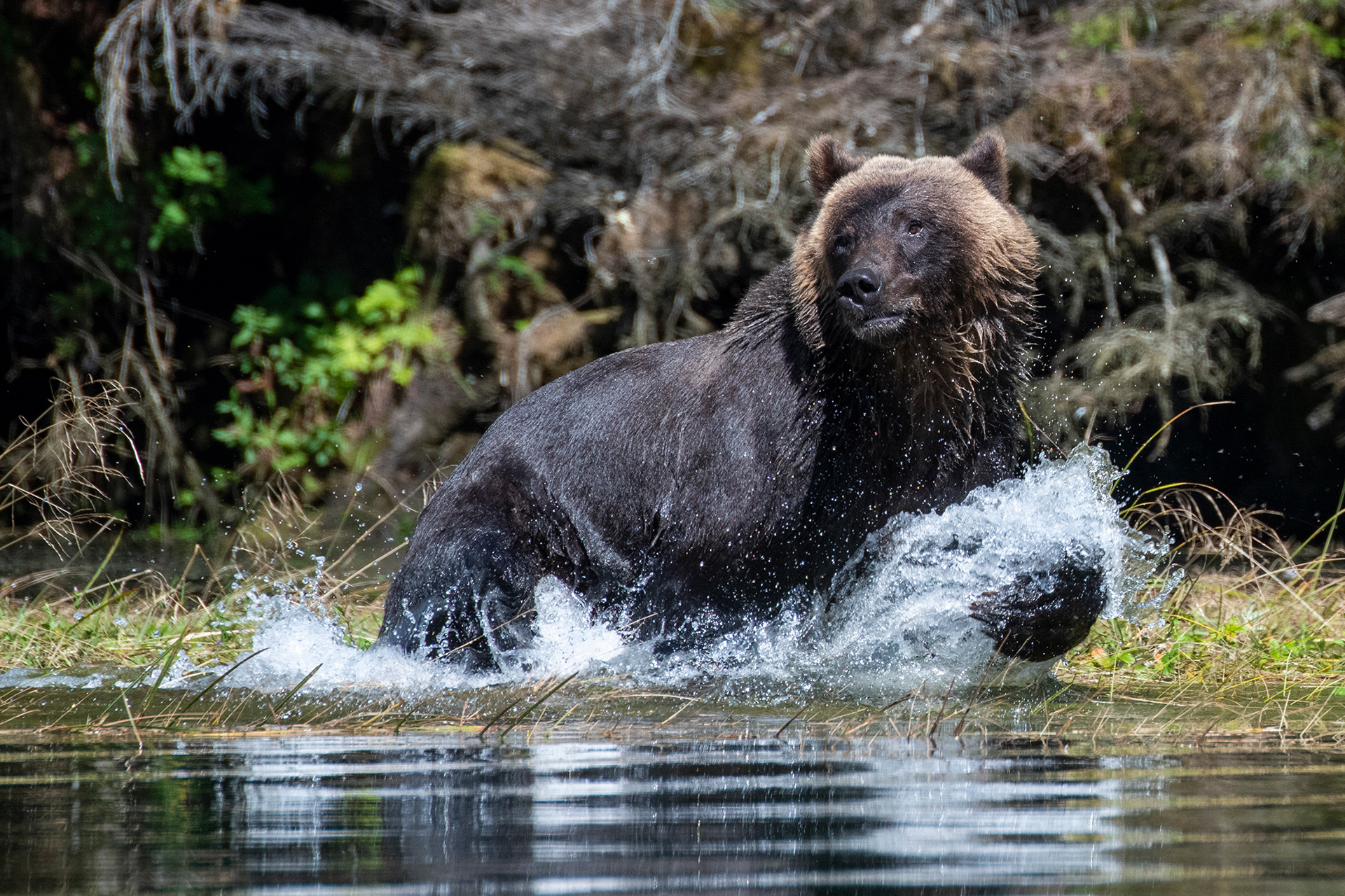 Canada, Great Bear Rainforest - Brown bear