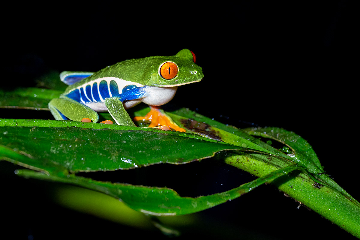 Arenal - Costa Rica, Red-eyed tree frog