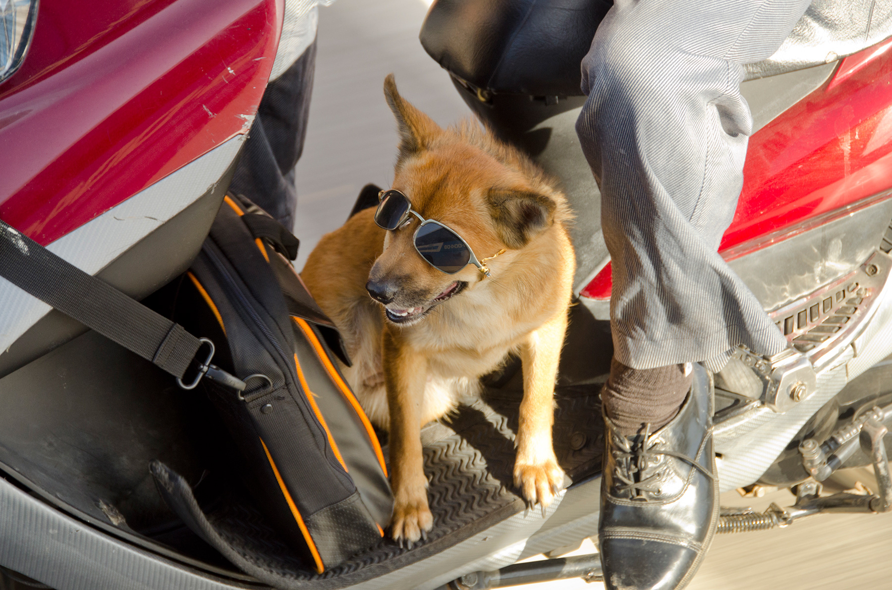 Vietnam, Ho Chi Minh City (aka Saigon) - Sunglasses on dog