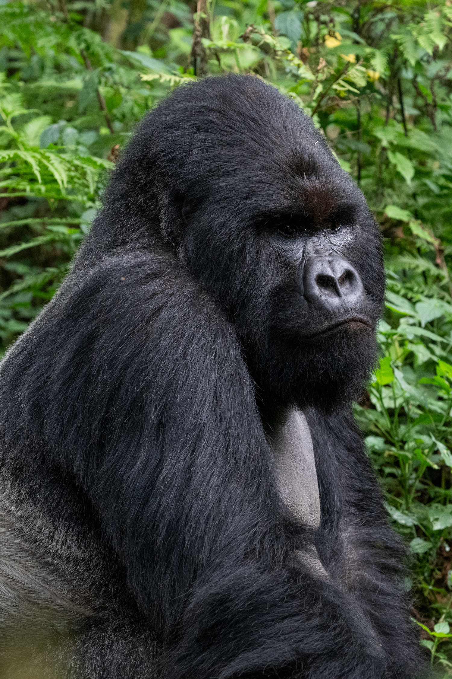 Rwanda - Mountain Gorilla