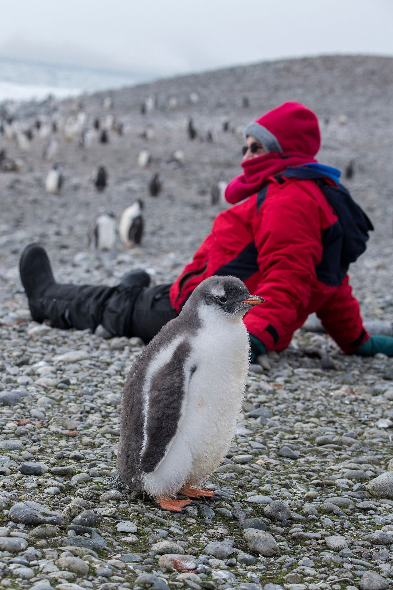 Baby Gentoo penguin