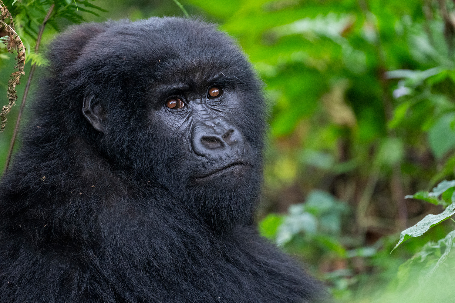 Rwanda - Mountain Gorilla