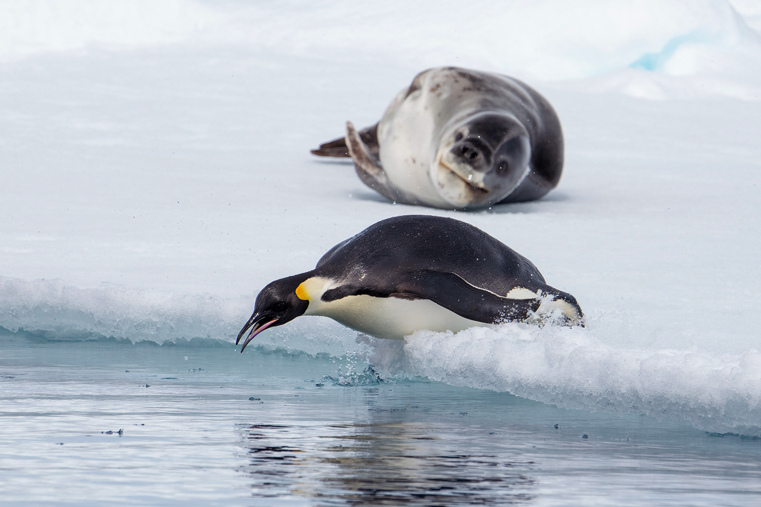 Leopard seal & Emperor penguin