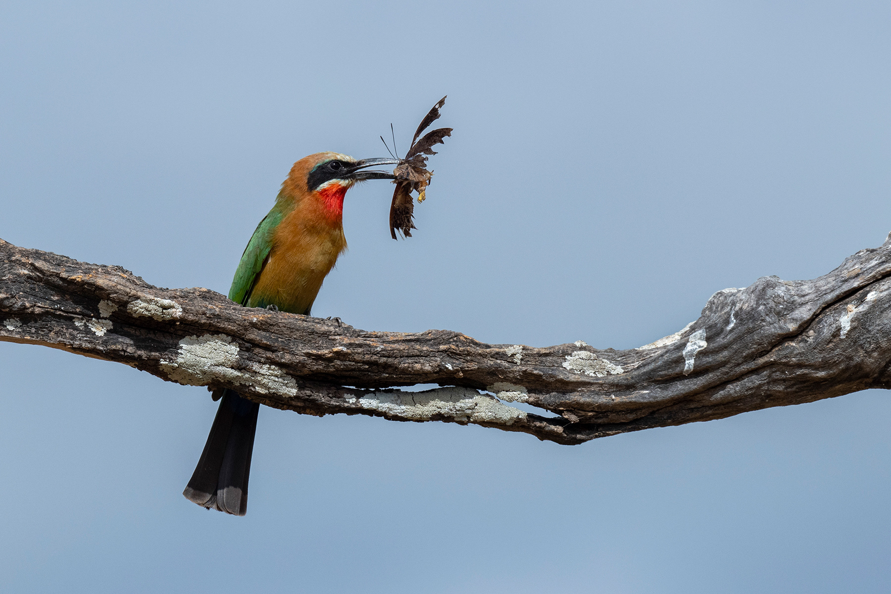 White-fronted bee-eater with moth