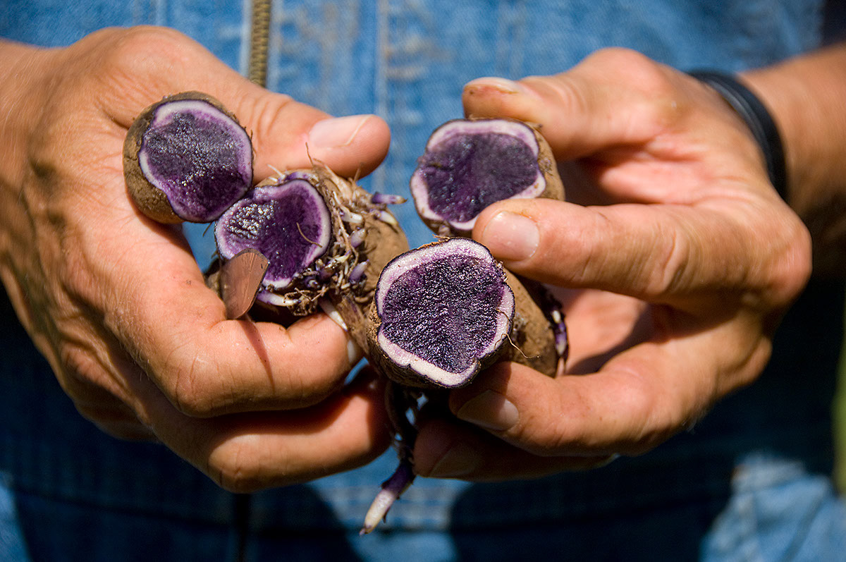 Canada - Purple potatoes