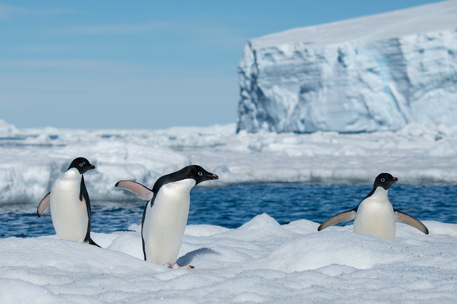 Adelie Penguins