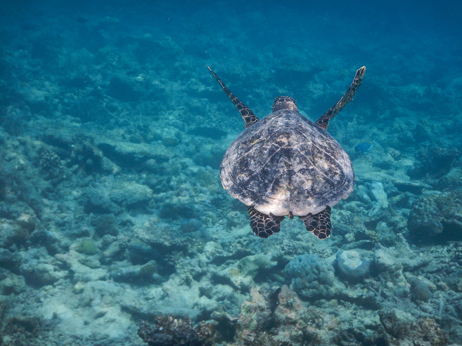 Maldives - Green sea turtle
