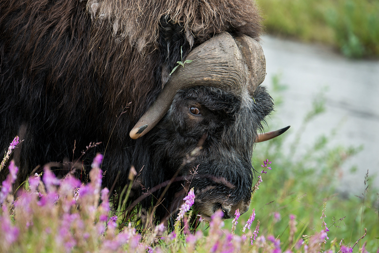 Alaska, Nome, muskox