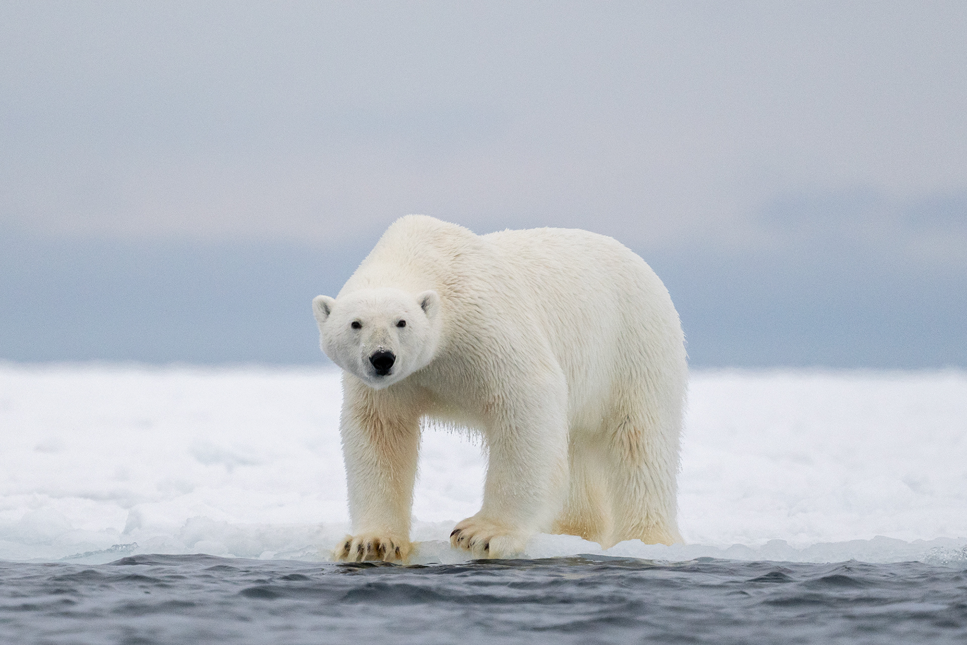 Norway - Male polar bear