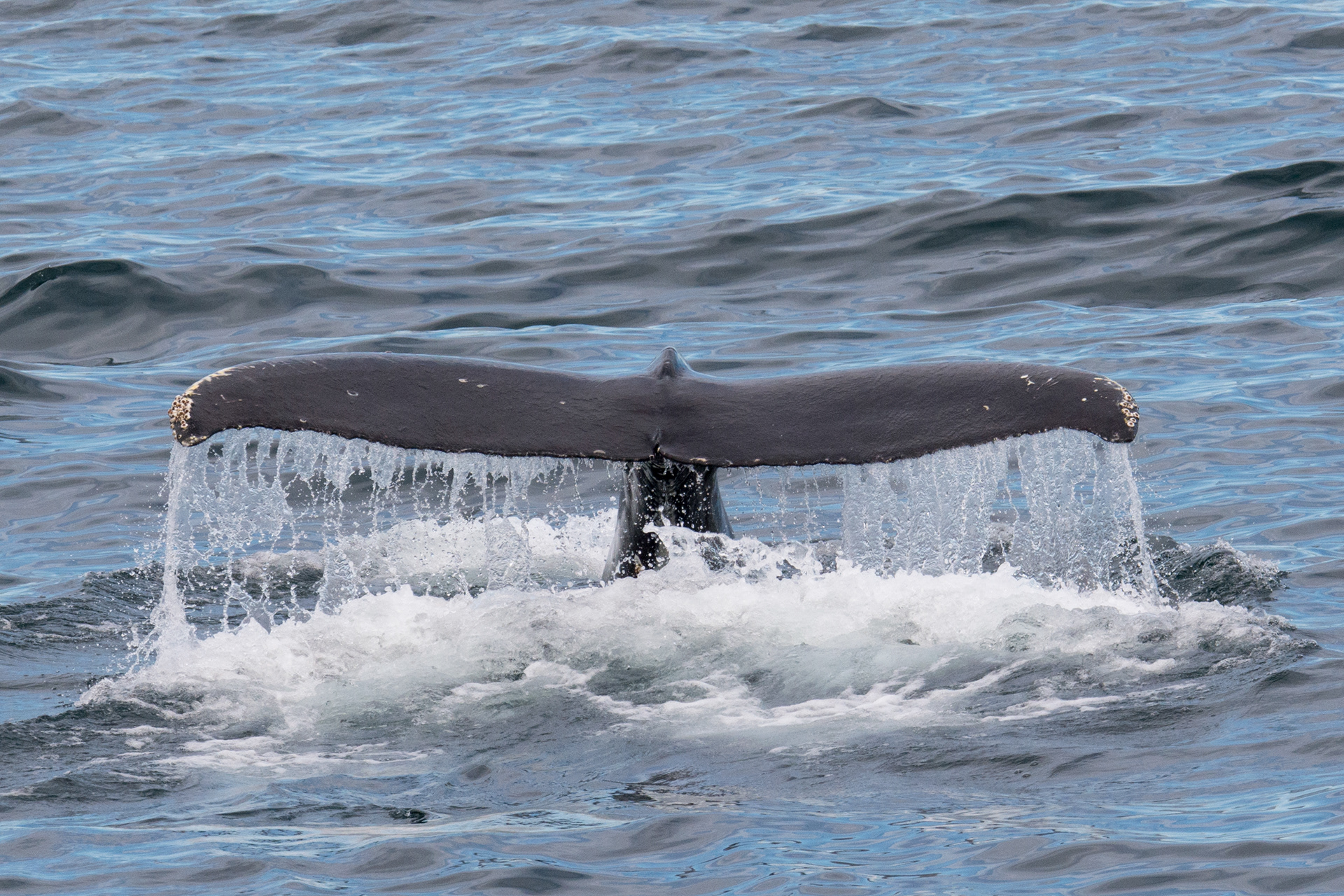 Russia, Russian Far East, Chukotka - Humpback whale tail